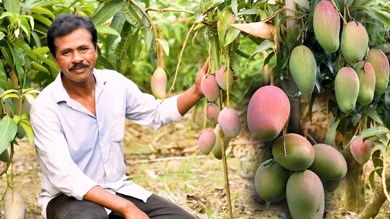 Nandan Nursery | Commercial Colorful mangos in Nandan Nursery Part-2  | Indias Farming