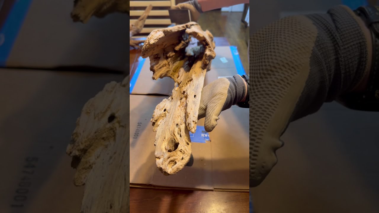 How to Prepare Driftwood for an Aquarium (Pleco & Fish Safe) Ep.2
