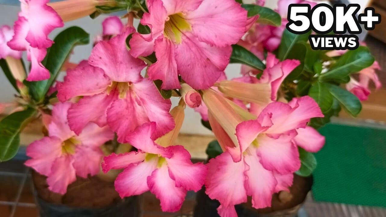 അഡീനിയം മഴക്കാലത്തും നിറഞ്ഞു പൂക്കാൻ ഇങ്ങനെ ചെയ്യൂ | Adenium Plant Care and Repotting