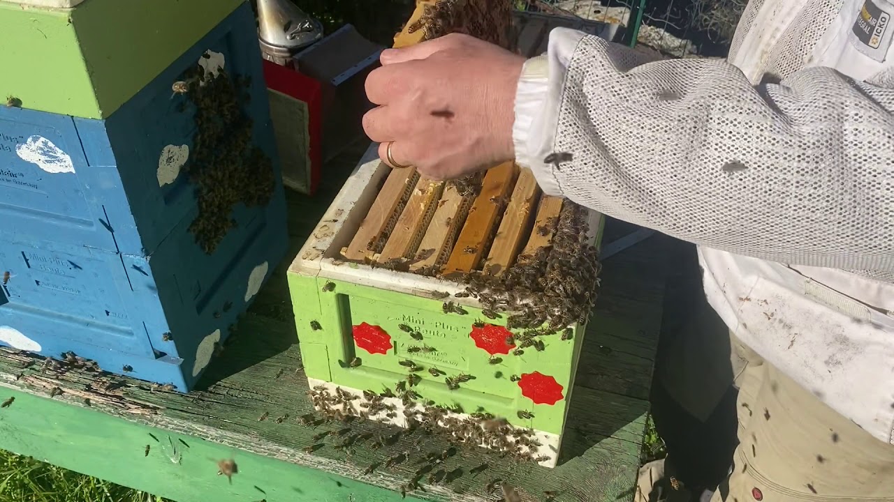 Élevage de reines en Mini plus, montage d'un starter finisseur 1/2