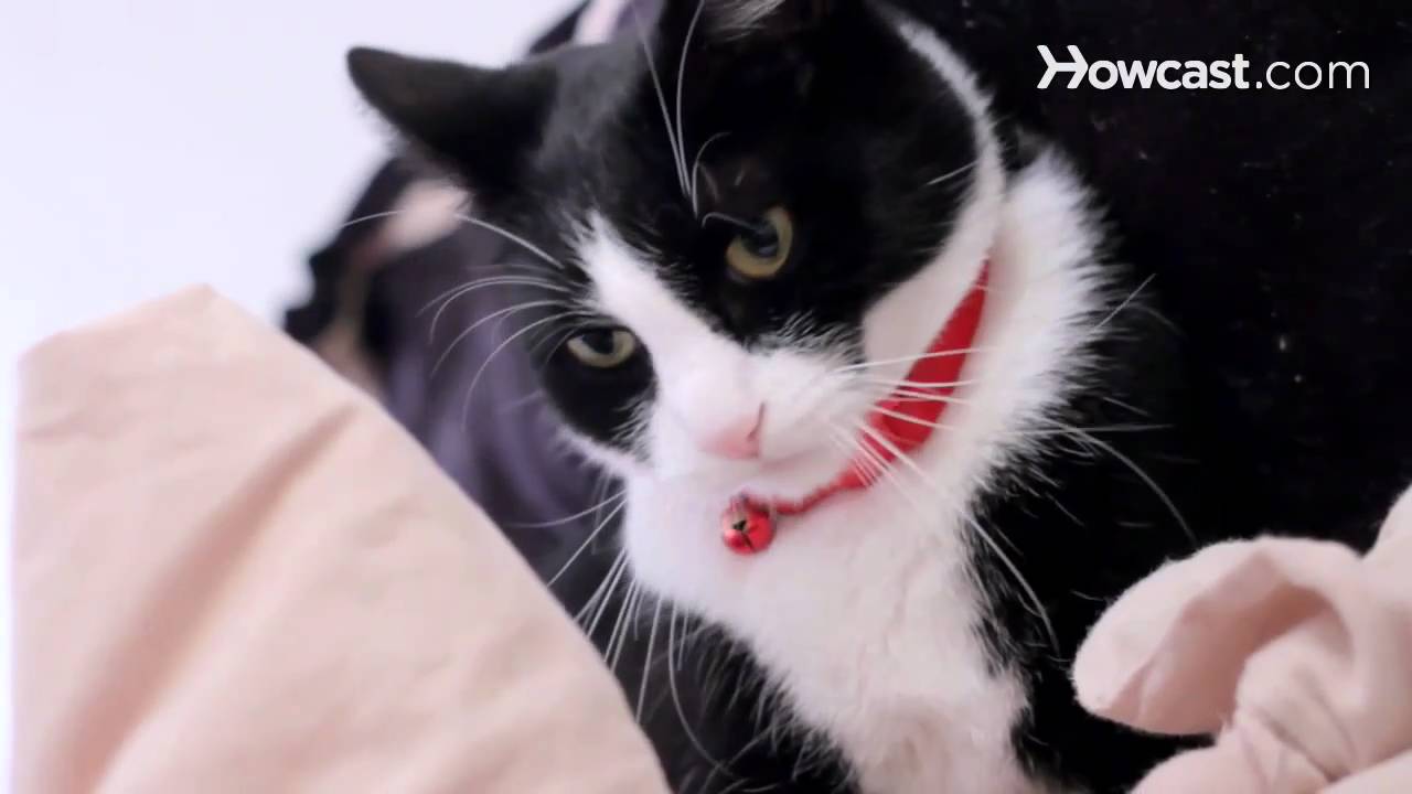 How to Avoid Cat Bites