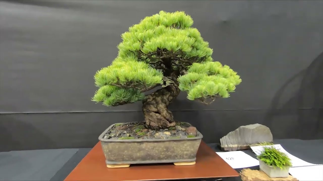 Bonsai!! at the Telford International Centre - Bonsai Live Show 3rd October 2022
