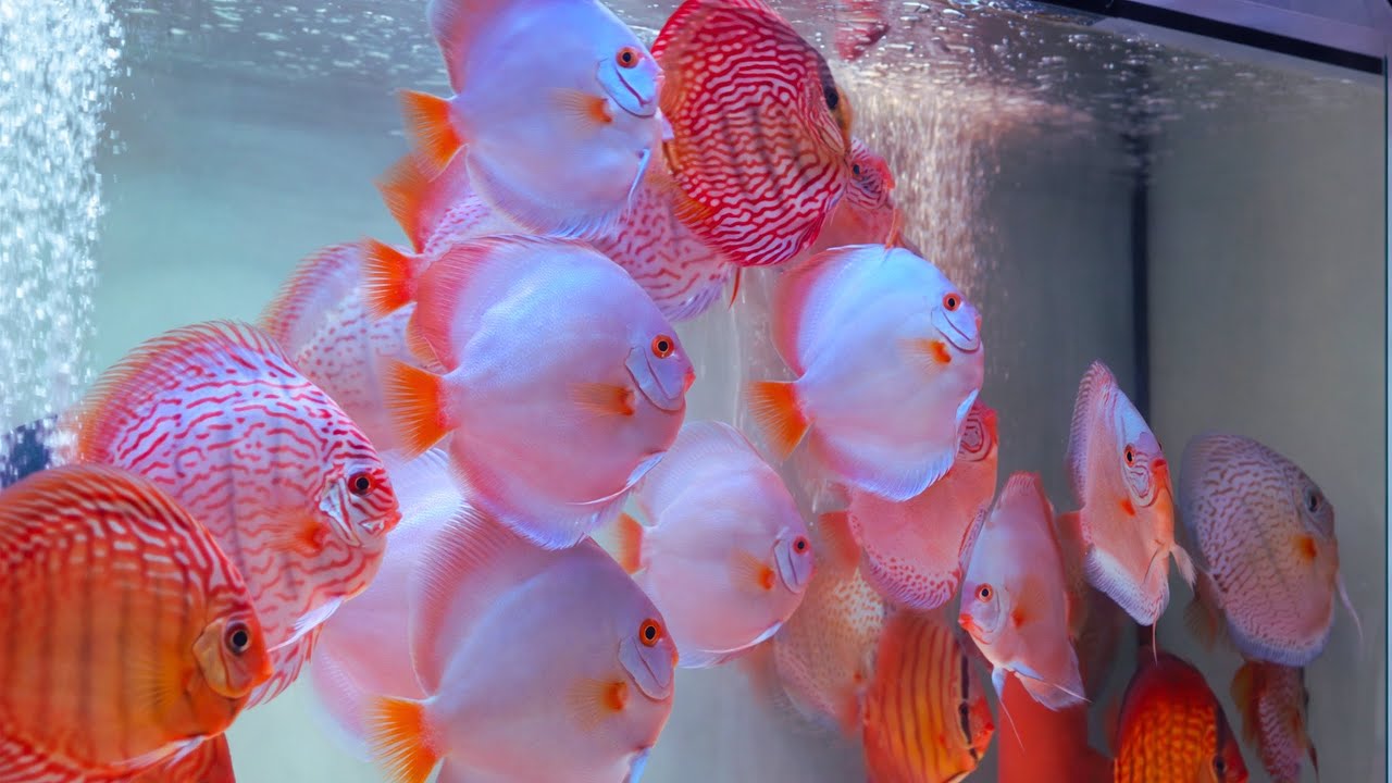 Feeding Discus Fish in a Crystal Clear Aquarium | Best Discus Tank Setup