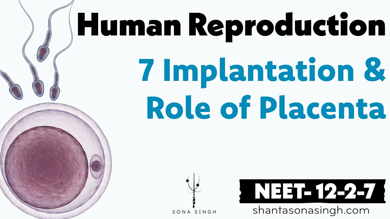 Implantation & Role of Placenta | Human Reproduction 7 | NCERT Mapped NEET Biology