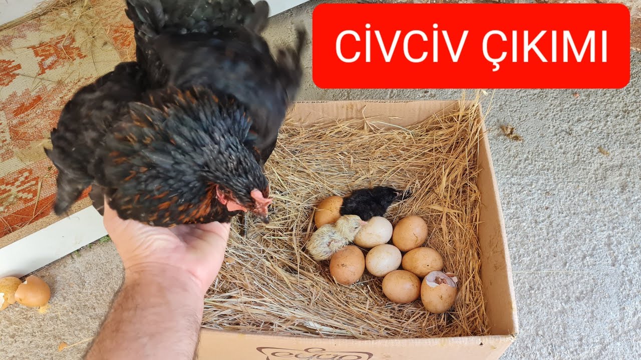 CİVCİV ÇIKIMI. YUMURTADAN CİVCİV NASIL ÇIKAR. ATAKS TAVUK CİVCİV ÇIKIMI.