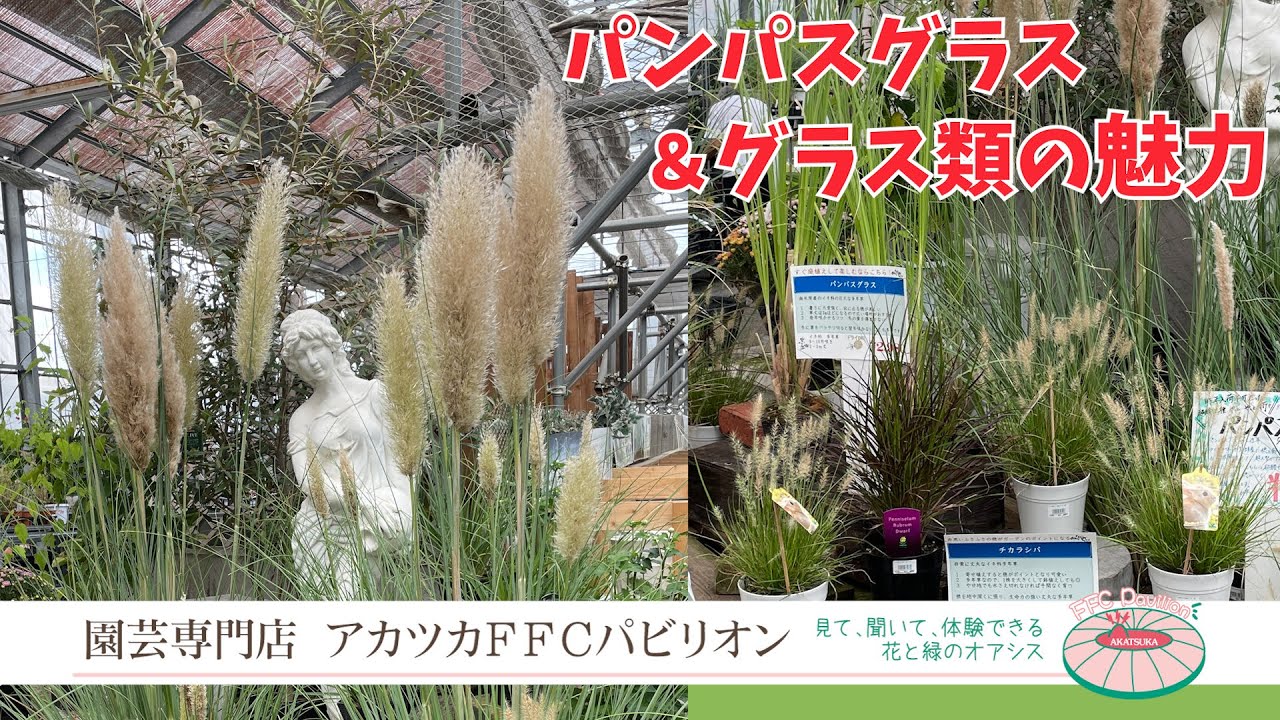 パンパスグラス＆グラス類の魅力【園芸専門店アカツカFFCパビリオン】