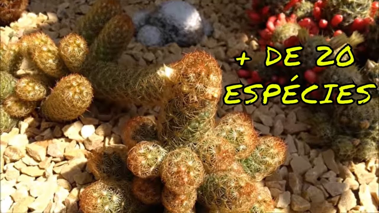 Vamos Identificar CACTOS?