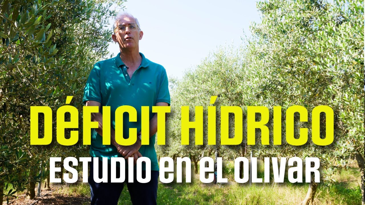 Estudio del DÉFICIT HÍDRICO en el Olivar. - CSIC, Univ de Sevilla, IG4 y Agrogenil.