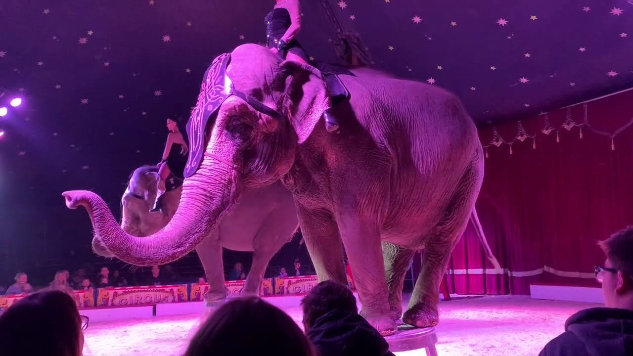 Video Impressionen von einem Weihnachtscircus