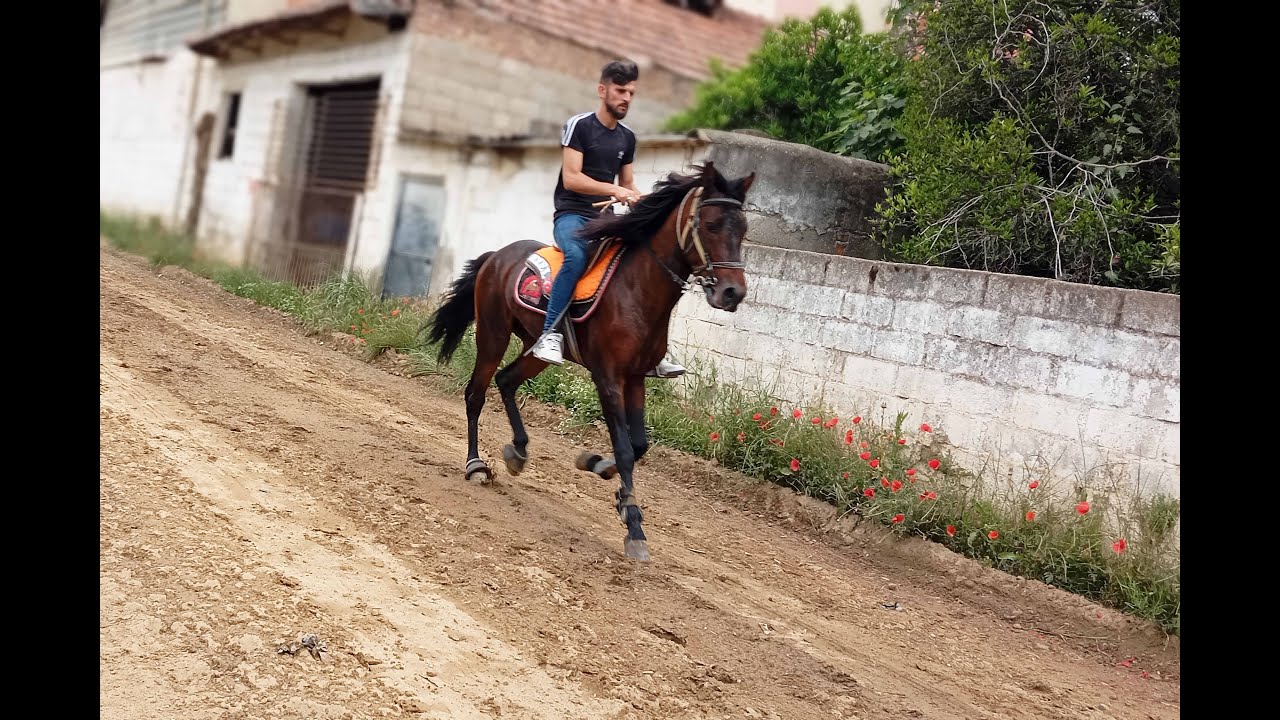 Tek Nalın Sesi