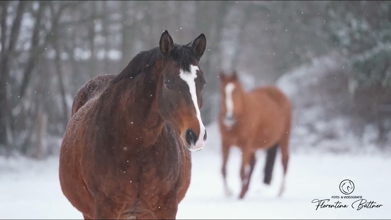 Winterwonderland Februar 2026 Neumünster Unsere Trakehner Herde