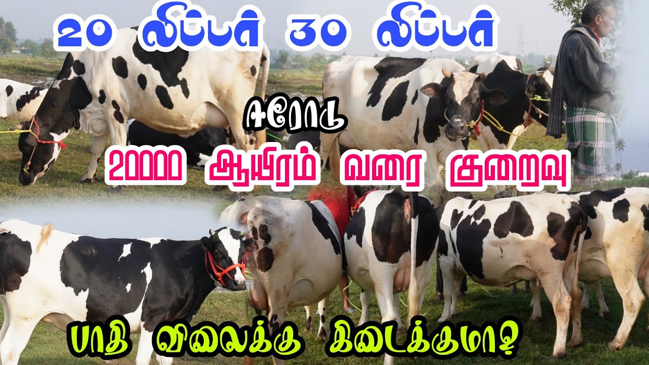20000 ஆயிரம் வரை குறைவு 😊 மாடு விலை குறைவு? கருங்கல்பாளையம் #tn24_sakthi_vlogs 