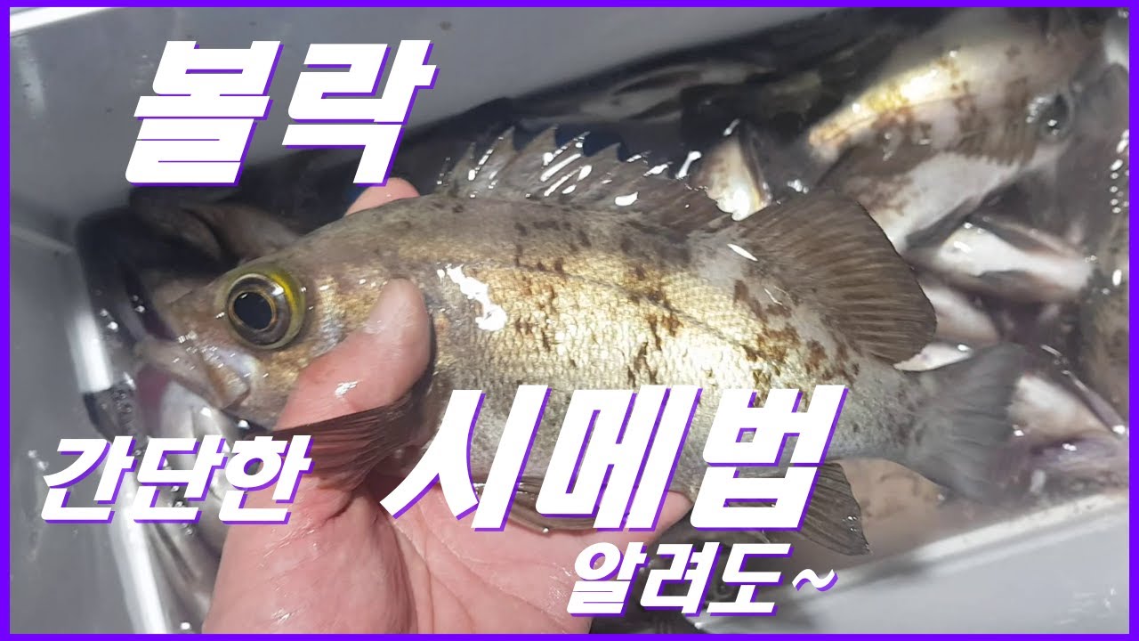 [행님낚시/볼락낚시/간단한시메법/볼락시메법/볼락피빼기/네이버행님낚시쇼핑몰]