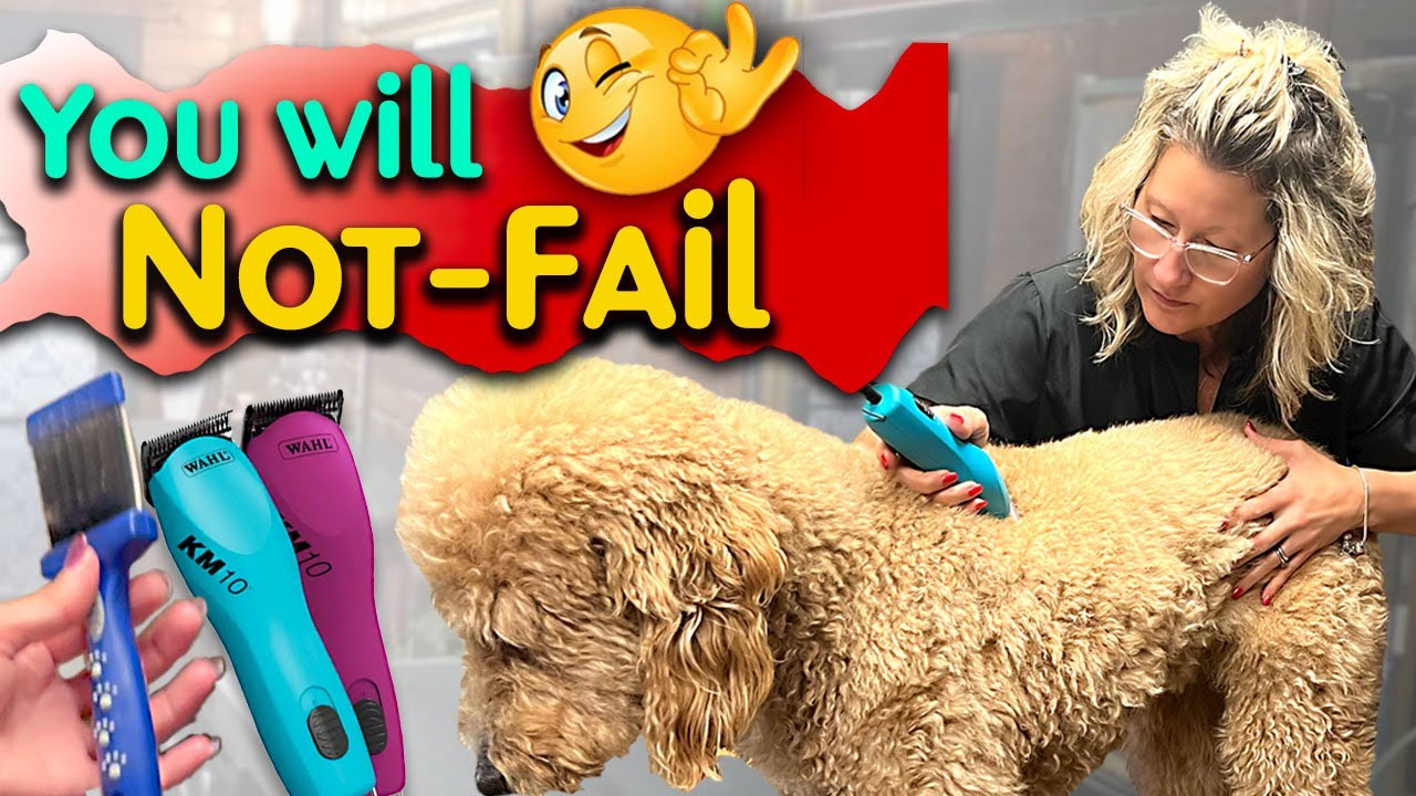 Before committing to Grooming your own Dog, do this