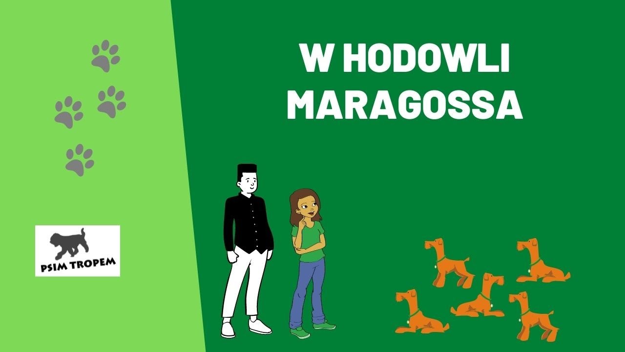 Odwiedziny w Hodowli Maragossa - Owczarek Kataloński (Gos d'Atura Catala )