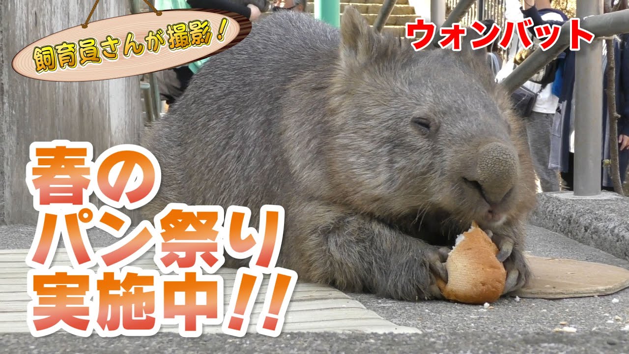 ウォンバットが一番好きなパンはどれ？？ (Wombat)