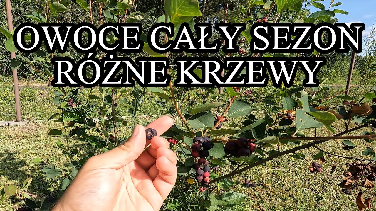Owoce cały sezon. Różnorodność krzewów owocowych