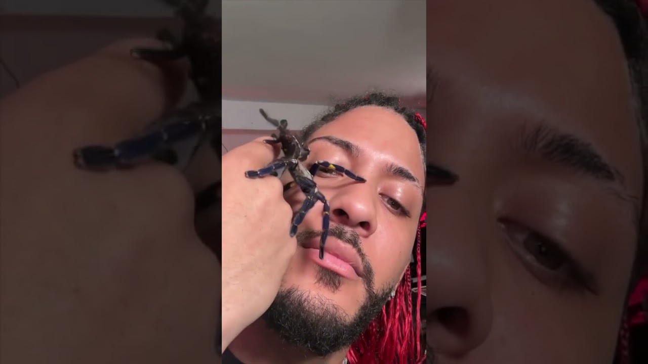 Die giftigste und schönste vogelspinne! 🤯🕷️ 