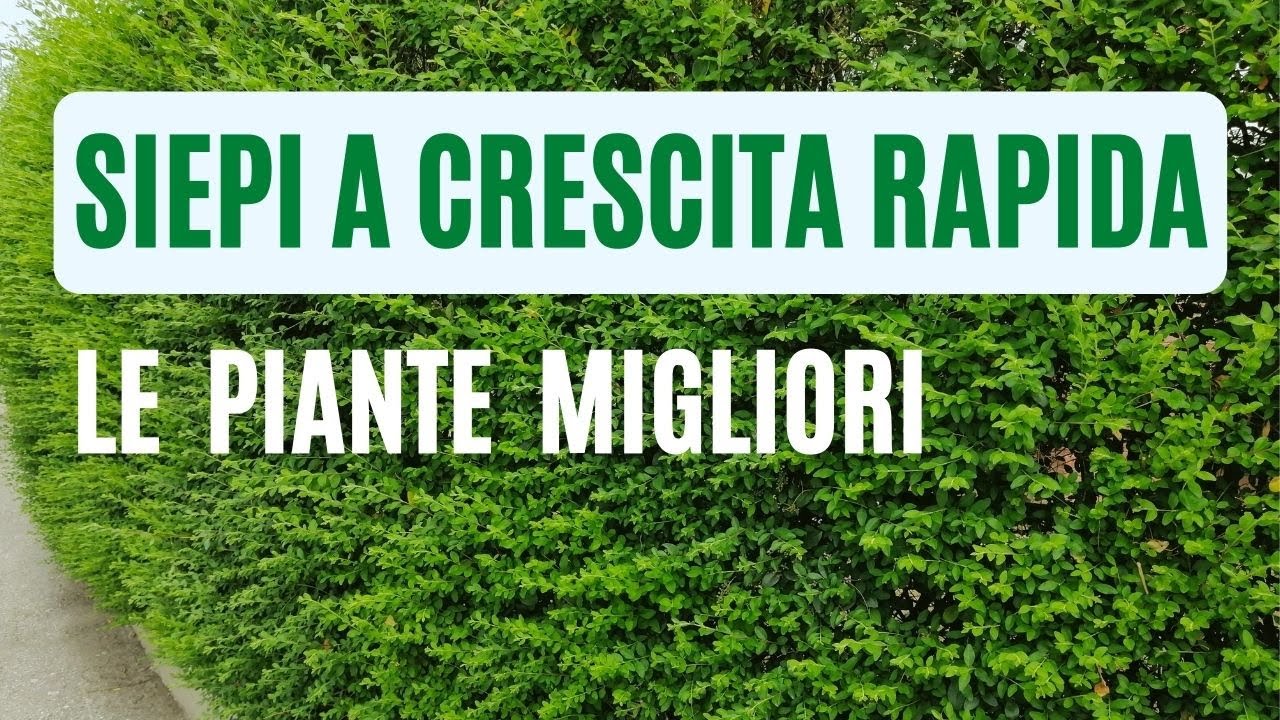 Piante da siepe a crescita veloce