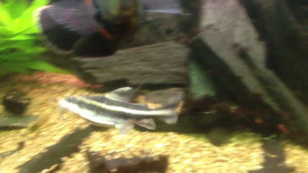 Gestreepte doornmeerval, Striped Raphael catfish, Platydora
