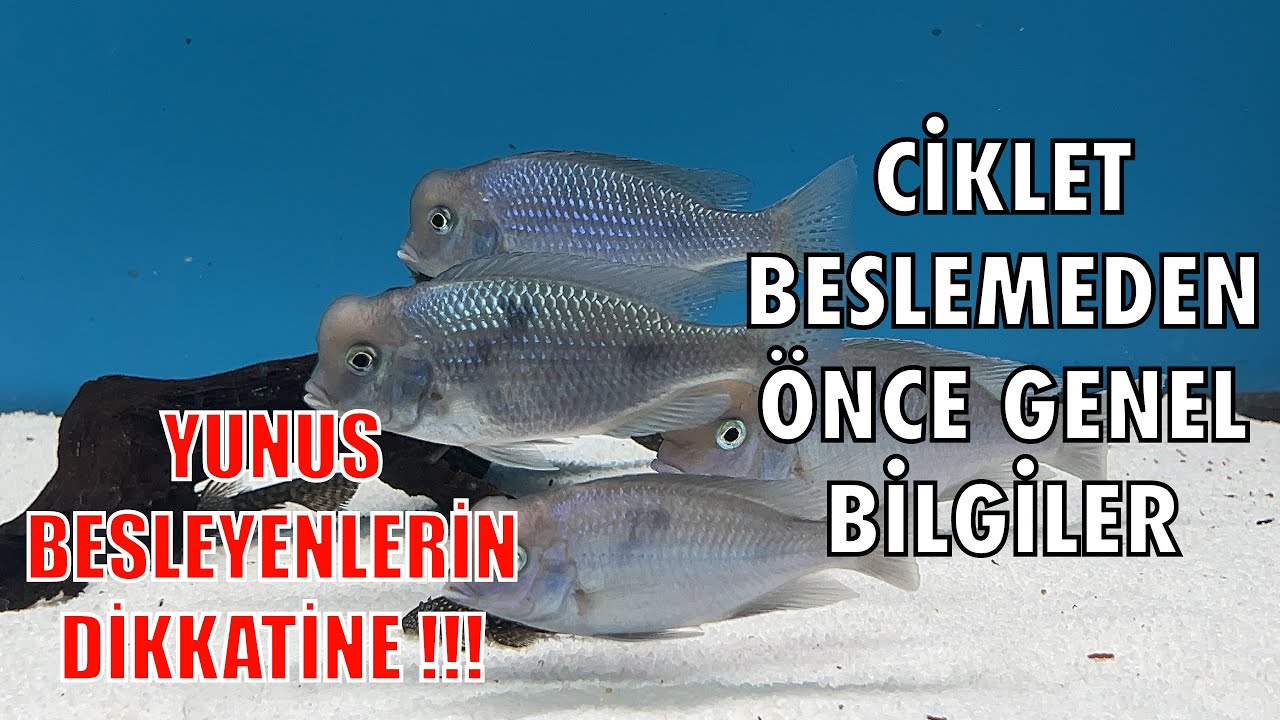 Yunus Balığı Hakkında Bilgiler