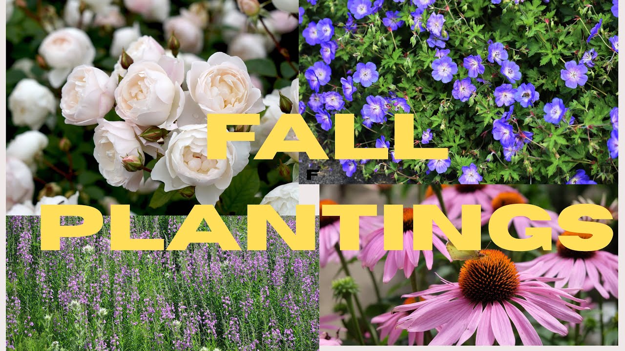 Осенняя посадка вечнозеленых растений, гортензий и многолетних растений.