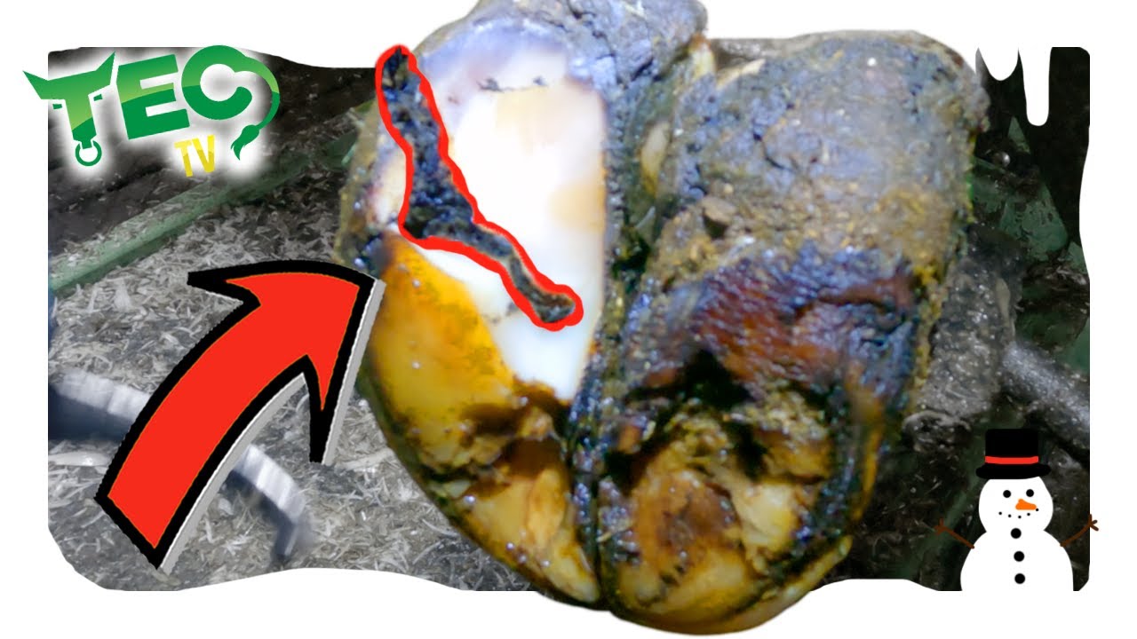 HOW DEEP DOES THIS CRACK GO??? | 12 Hooves of Christmas
