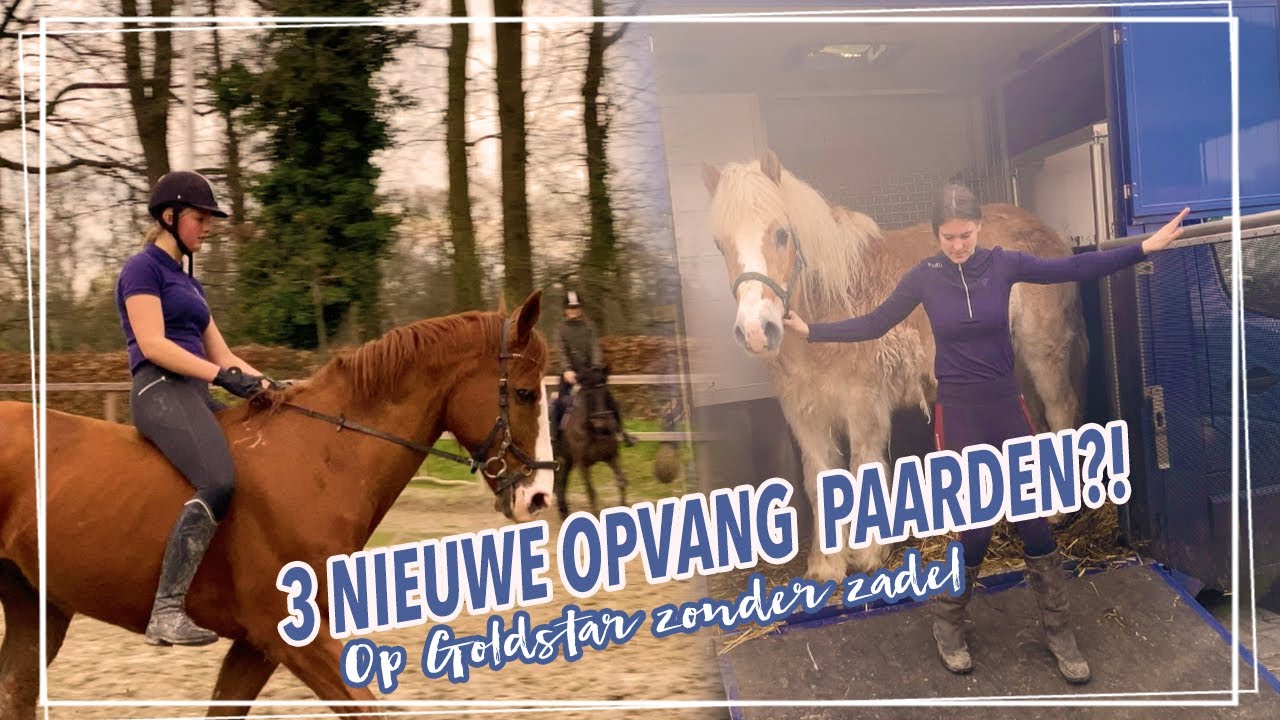 3 NIEUWE OPVANGPAARDEN + zonder zadel rijden