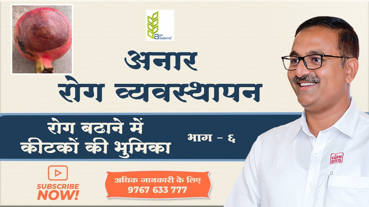 Pomegranate Disease Management | Role of Insect|अनार रोग व्यवस्थापन |रोग बढाने मे किटको की भूमिका |