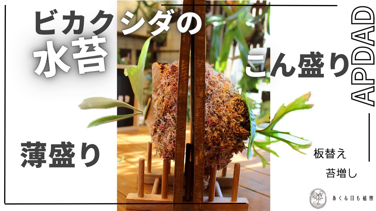ビカクシダの板替え、苔増しについて（薄盛りとこん盛り実践編）