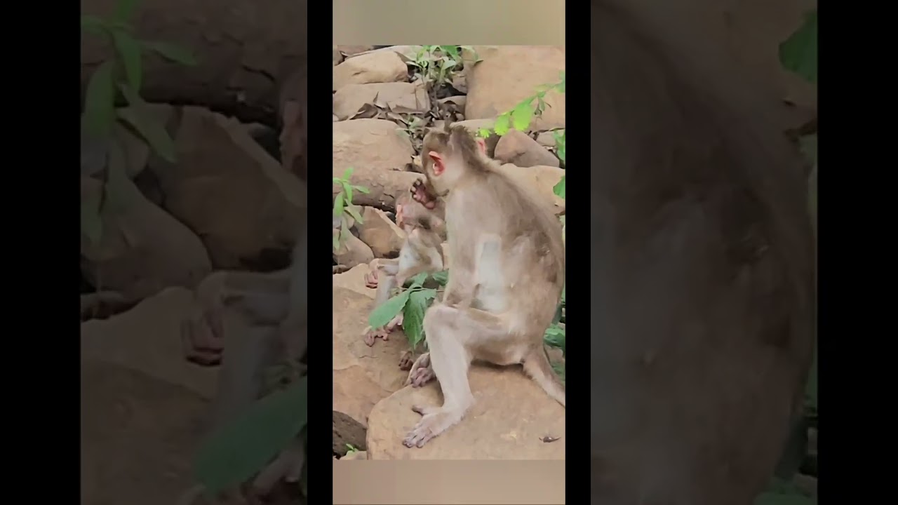 Monkeys