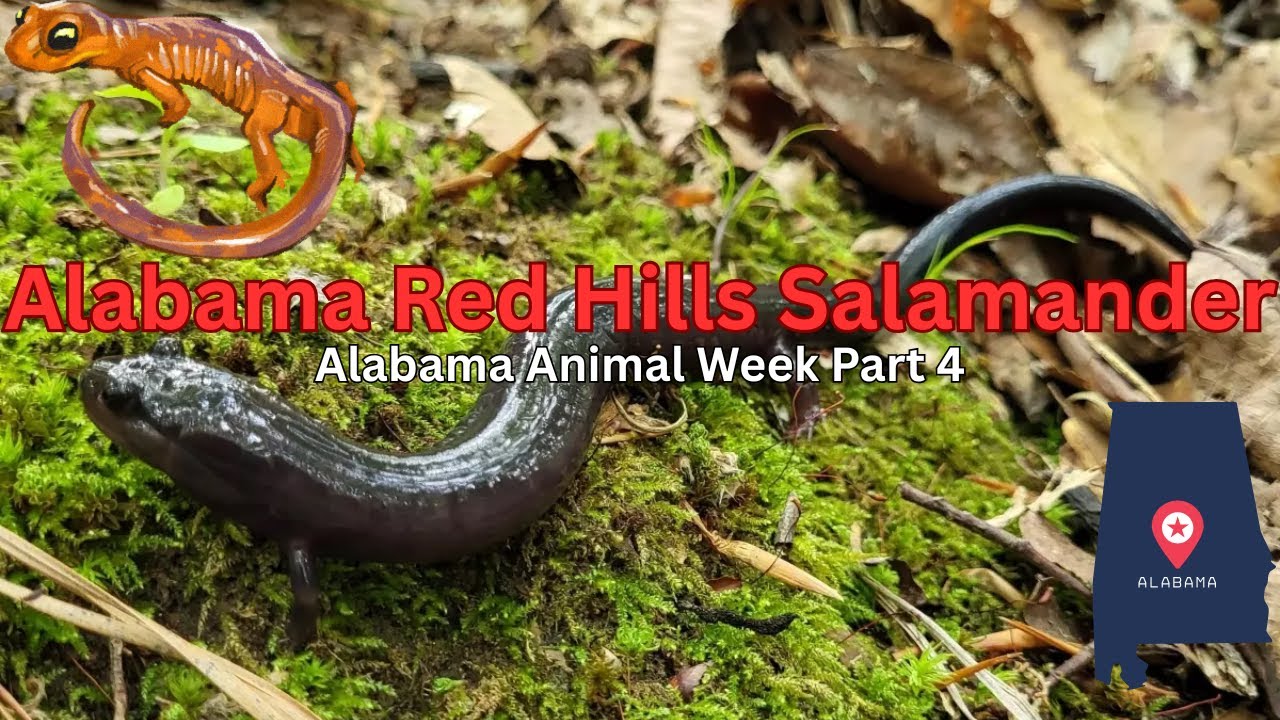 Meet Alabama’s Underground Giant Red Hills Salamander