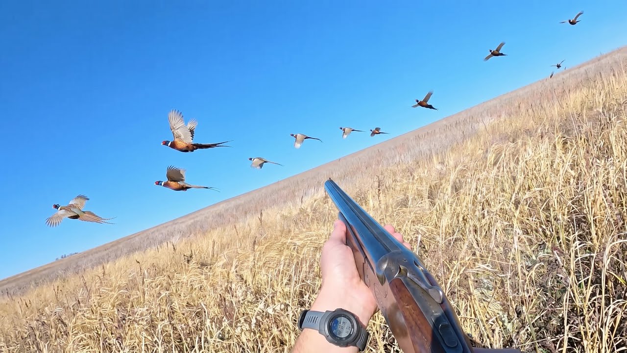 Finding 9 Pheasants in 10 Minutes