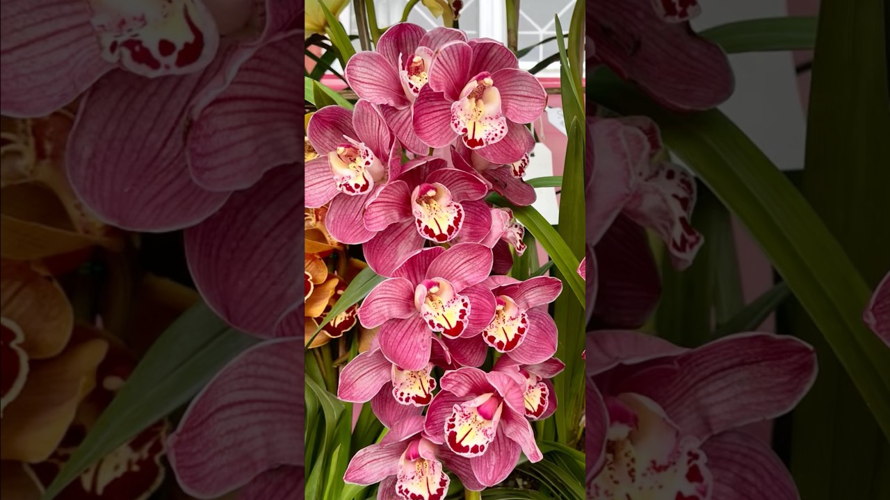 Exotic Cymbidium orchids bloom on display. 