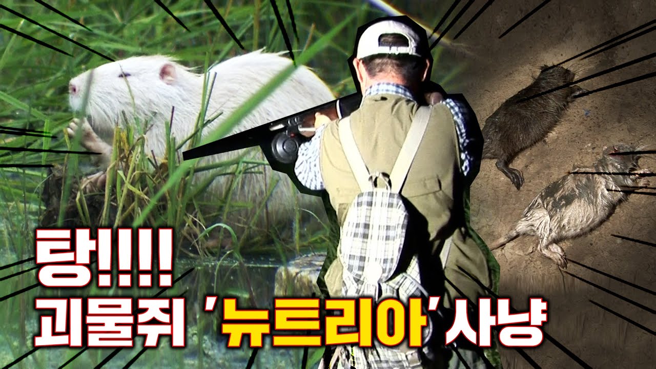 '괴물쥐' 최강 외래종 뉴트리아 사냥! 낙동강 습격한 '뉴트리아' 소탕 작전!!