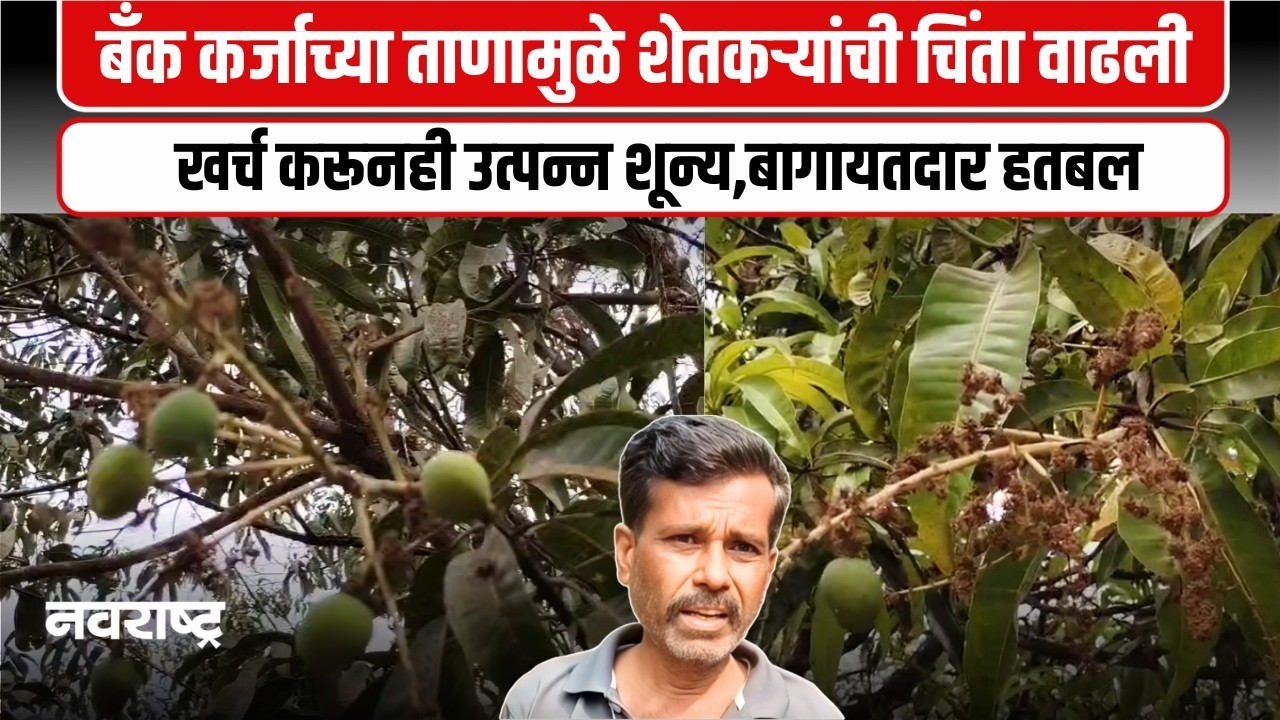 SINDHUDURG | कोकणातील हापूसवर हवामान बदलाचे संकट, मोहोर काळवंडल्याने शेतकरी चिंतेत