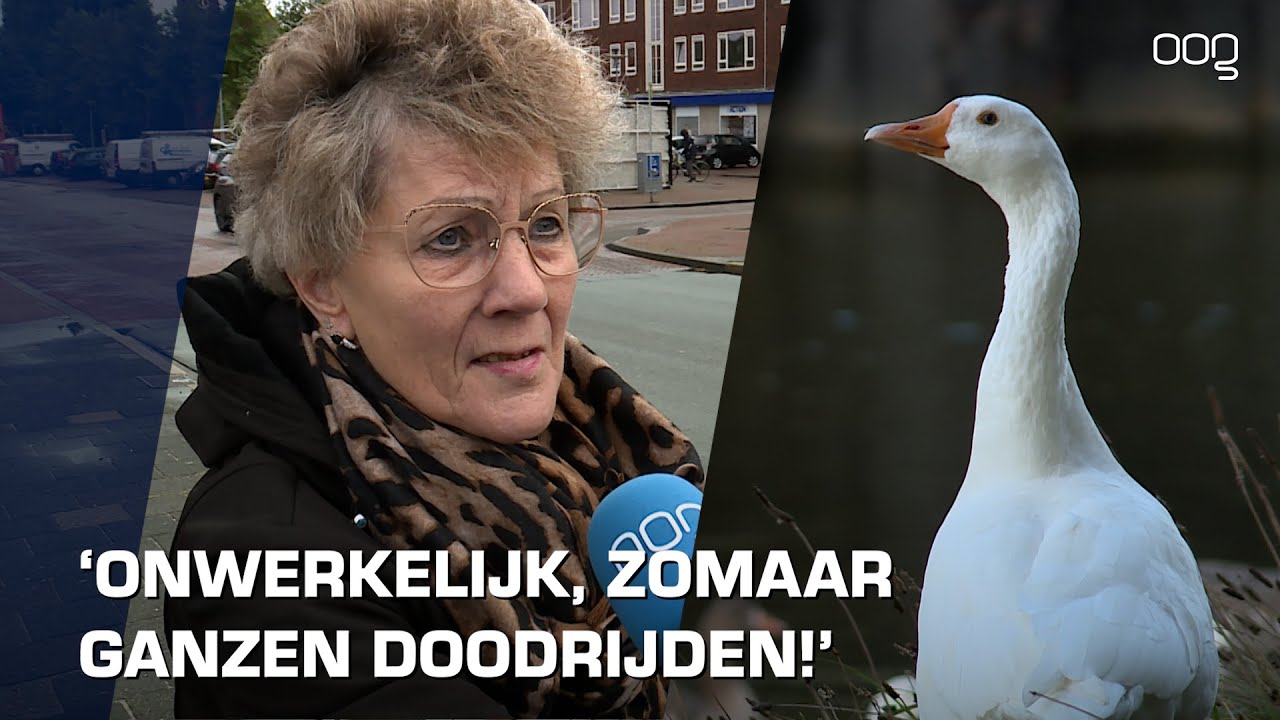 Automobilist rijdt in op ganzen op Wielewaalplein: “Twee ganzen dood, vreselijk gezicht”
