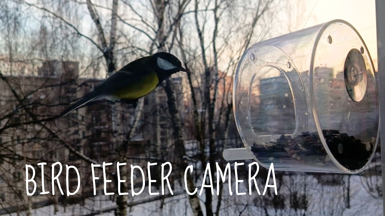 Great and Blue Tits at evening & shy Sparrow appearance | Window Bird Feeder Camera