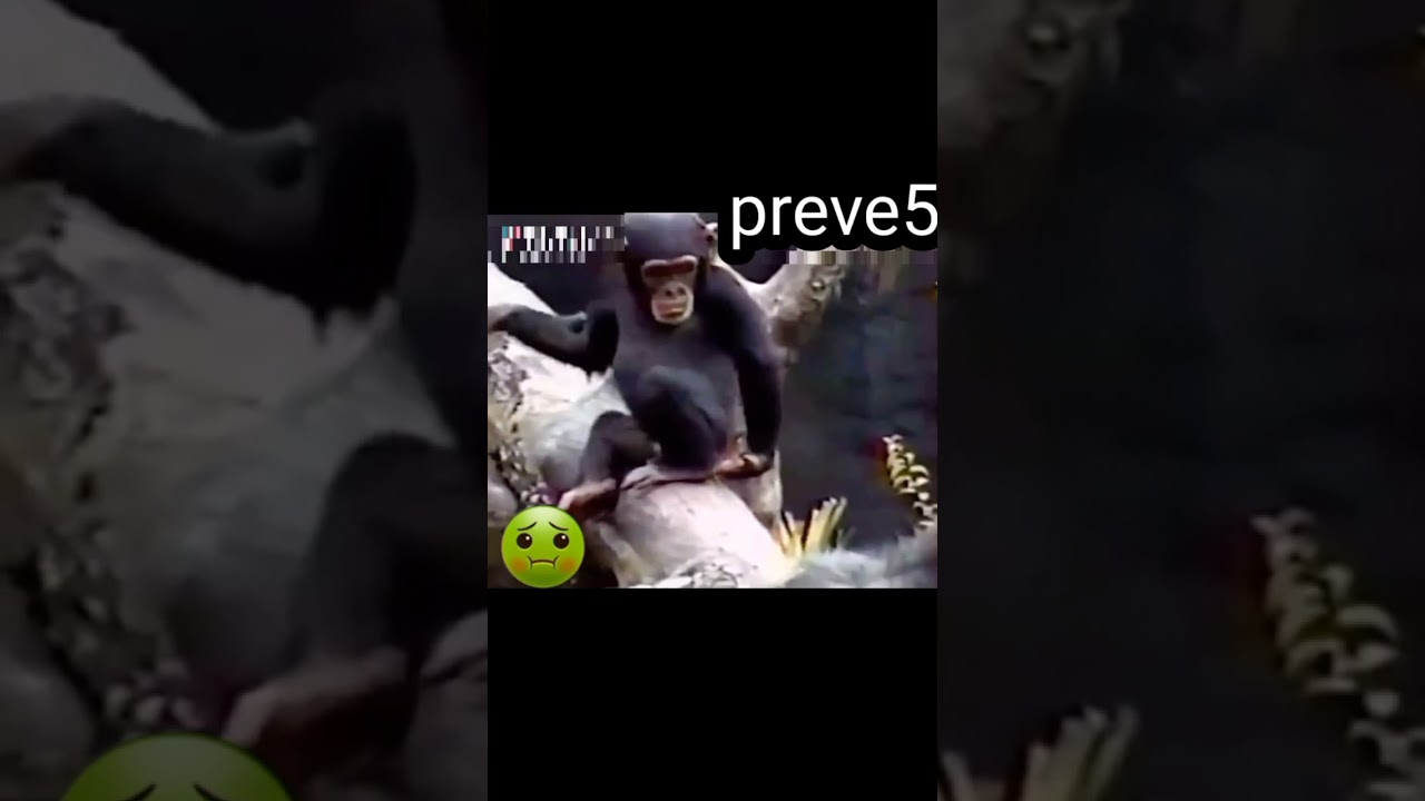 #dhk #funny#tiktok #morocco 🤣🤣🤣🤣