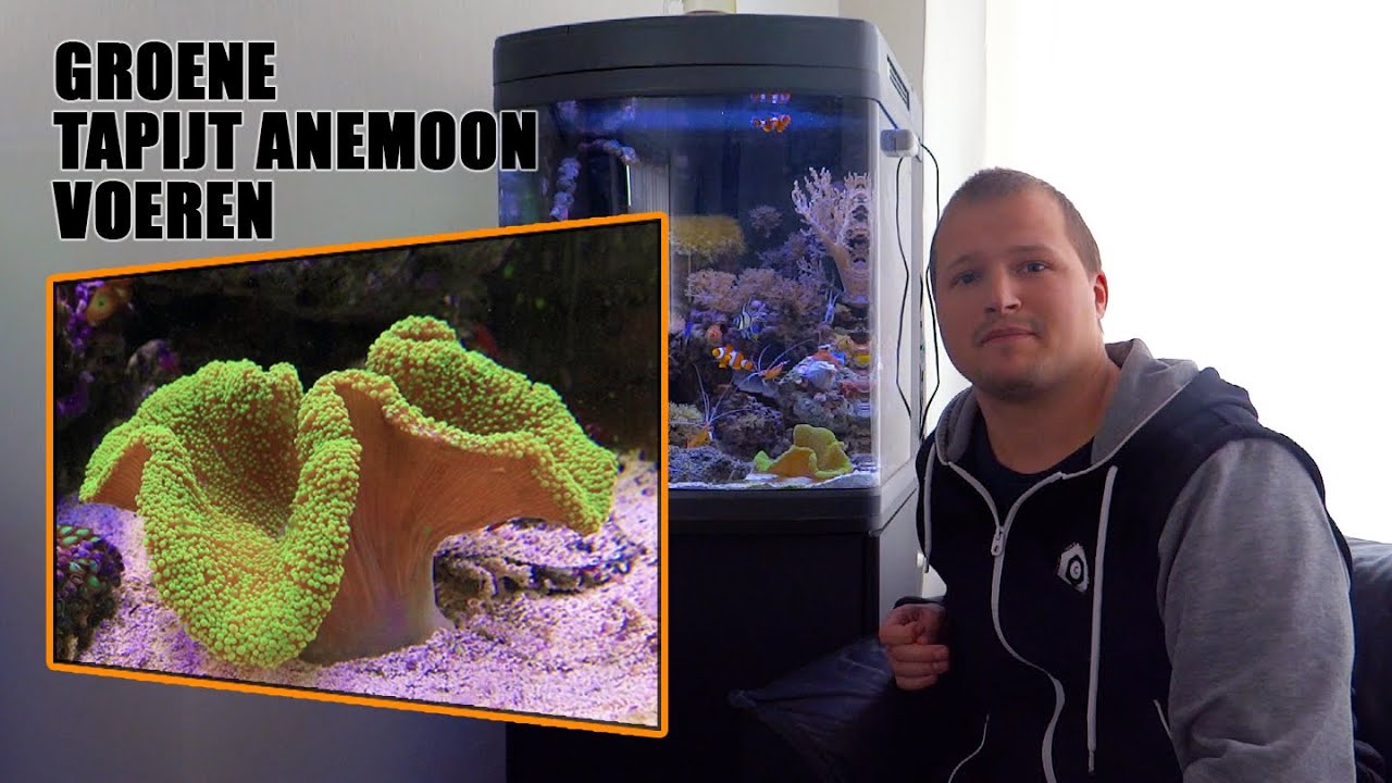 Zeeaquarium groene tapijtanemoon voeren