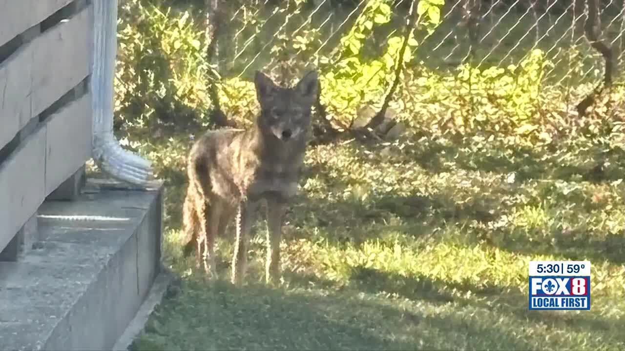 Coyote sightings in Gentilly raise safety concerns, drought possibly to blame