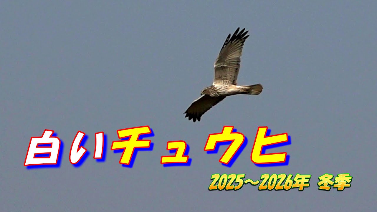 白いチュウヒ2025～2026冬季