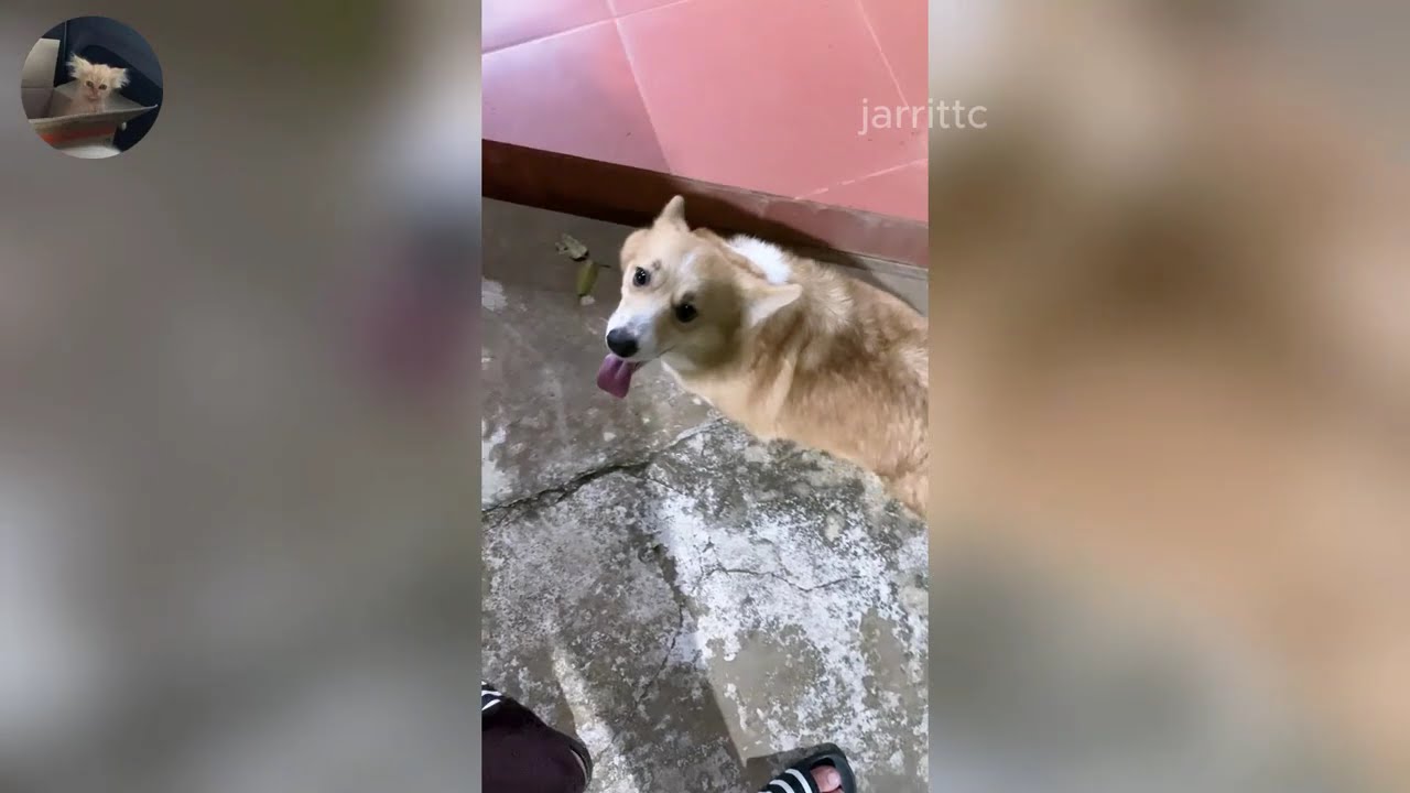 Funny ANIMALS videos 😂 | Funniest Cats and Dogs 2026 🐶😼 Part 38