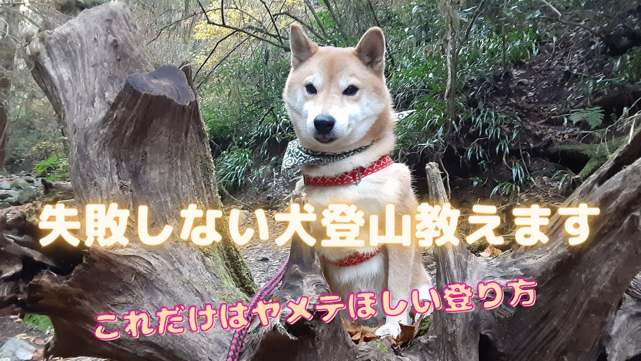 犬との登山でアレは絶対に使わない方がいいよ。犬登山のトラブルはみんなが悲しい思いをします。飼主の気遣い次第で楽しい登山が出来るよｗ「あおちゃんのかわいい赤いリュックも紹介してます」