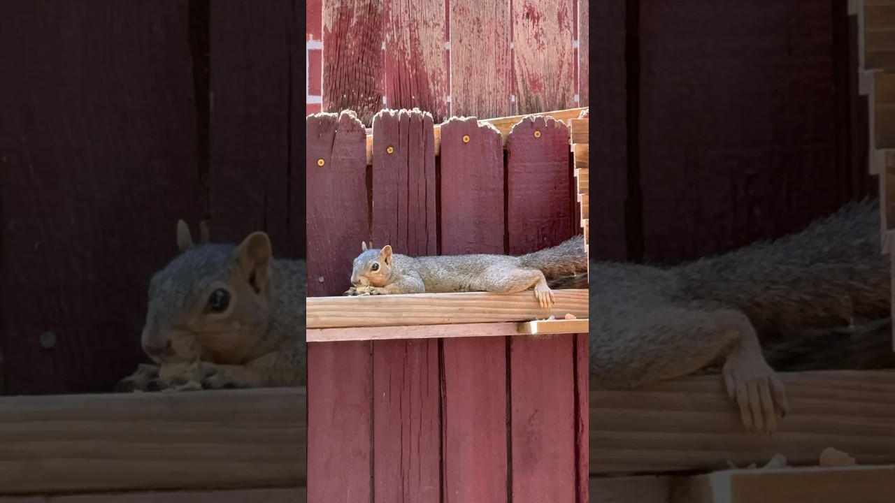 Lazy Squirrel 🐿️ #shortvideo #squirrel #cuteanimal #fyp