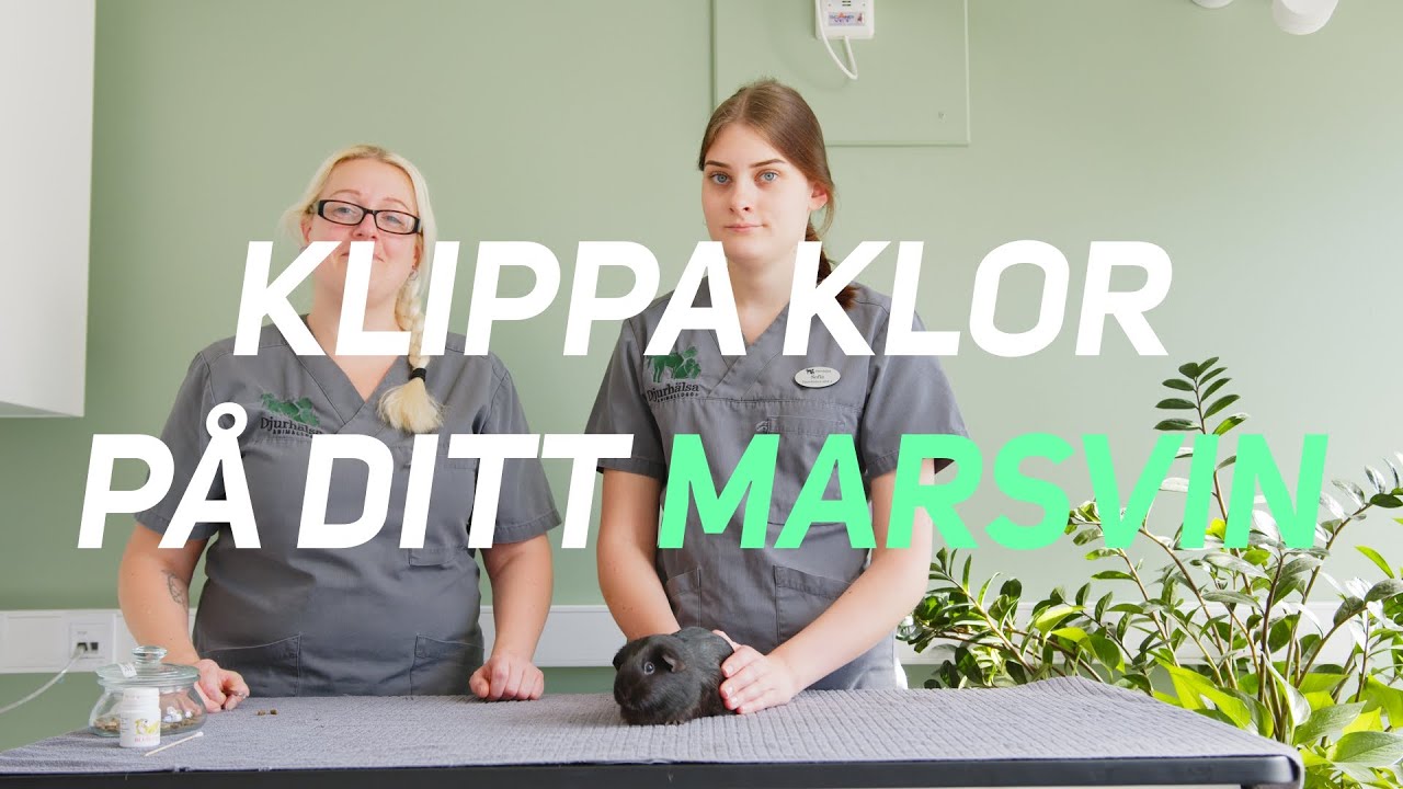 Klippa klor MARSVIN