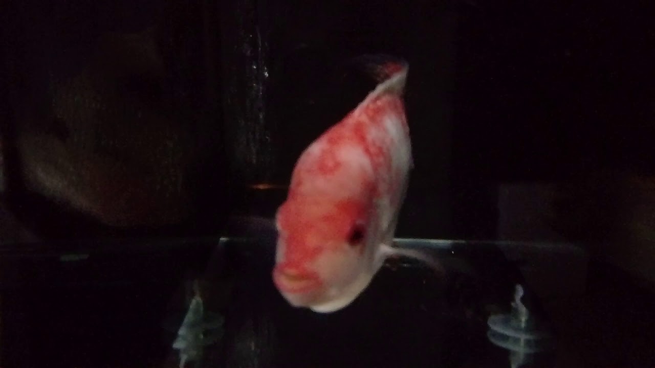 Golden base flowerhorn from Koi Village