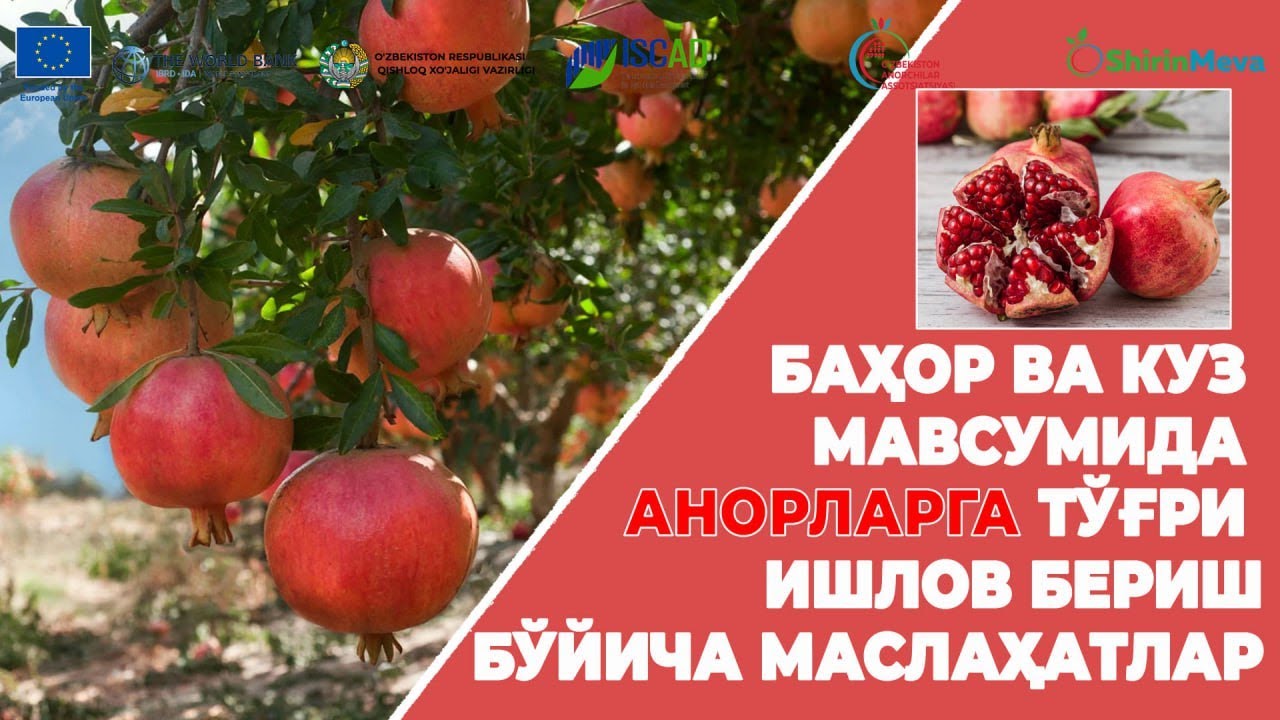 Анорларга тўғри ишлов бериш бўйича маслаҳатлар