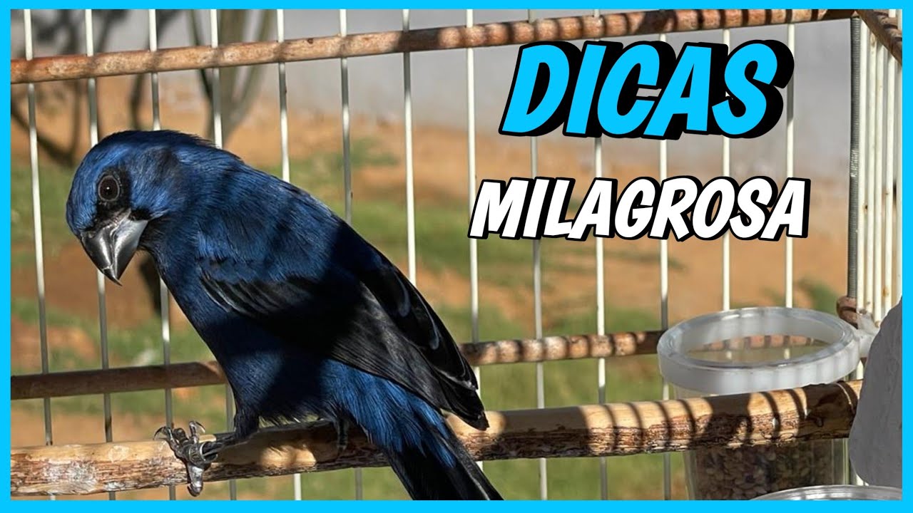 COMO FAZER AZUL&Atilde;O CANTAR ALTO
