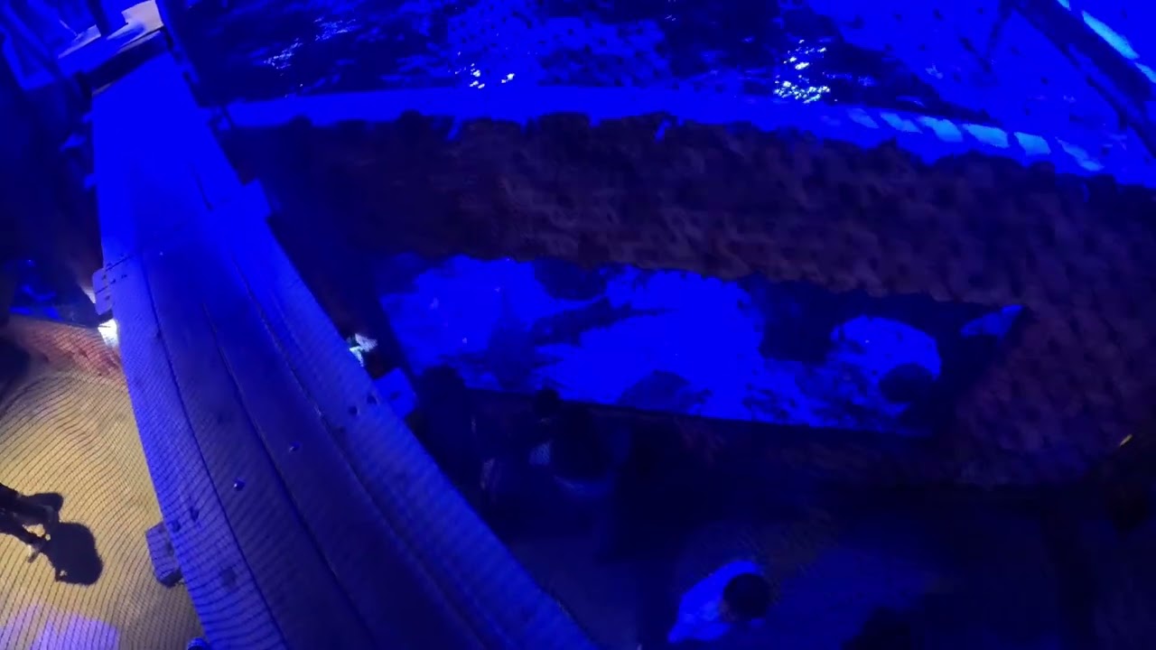 Viendo el acuario sobre puentes colgantes.
